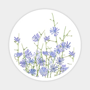 blue purple chicory  2020 Magnet